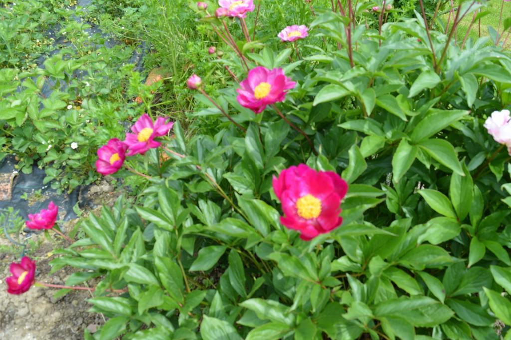 Bed and Breakfast Au Passage Des Grues Drosnay Екстер'єр фото